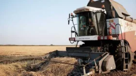 Россия отменила тарифную квоту на вывоз риса-сырца – постановление кабмина