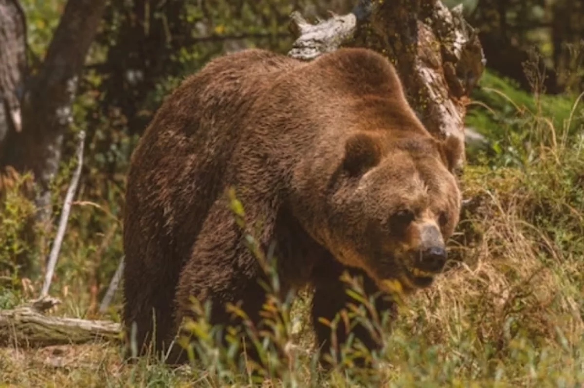 Read more about the article Медведь напал на двух охотников на границе Камчатки с Чукоткой