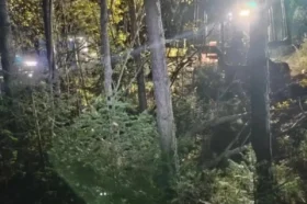 Раскрыты подробности нападения медведя на мужчину в Красноярском крае